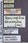 Etiketten zu Hemicrepidius decoloratus (NHMW-ZOO-COL-0008937)